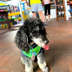 Meet your Posher, Yamara